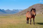 Gastein a islandský kůň
